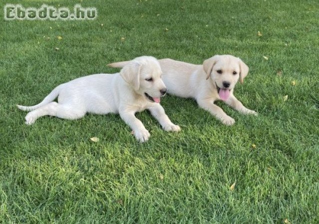 Labrador kiskutyák gazdit keresnek