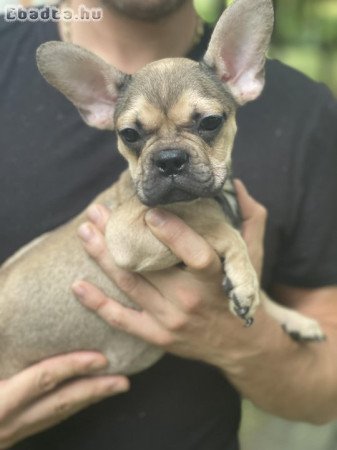 Francia bulldog kiskutyák keresik álomgazdijukat