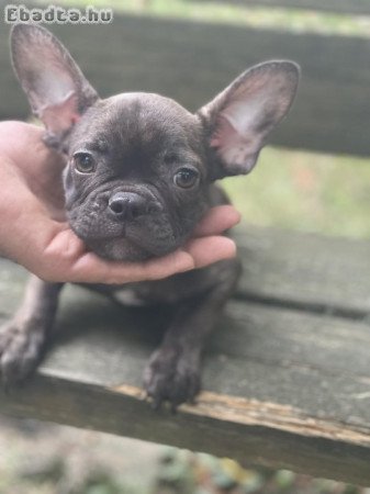 Francia bulldog kiskutyák keresik álomgazdijukat