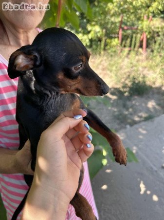 Törpe pinscher elajándékozásra kínálva