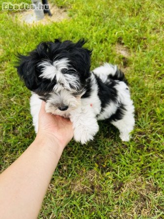 Bichon Havanese