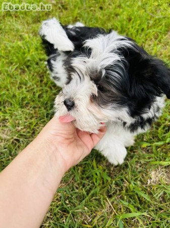 Bichon Havanese