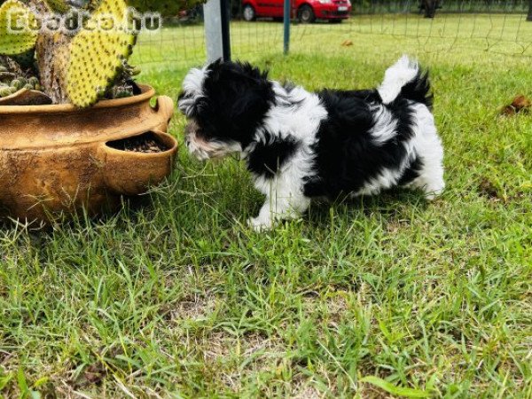 Bichon Havanese