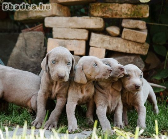 Weimari vizsla kölykök eladók