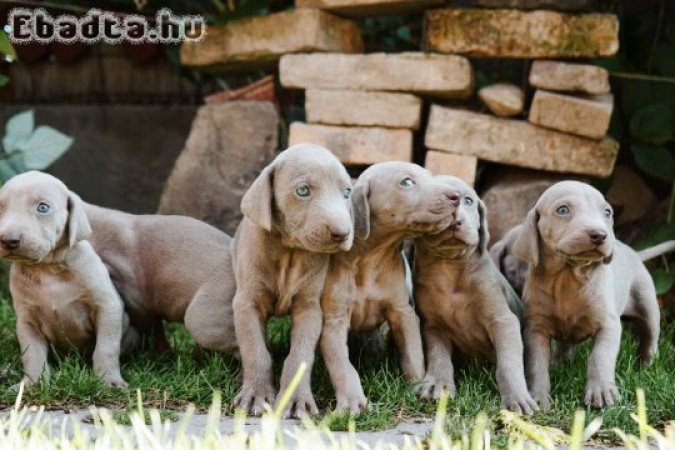 Weimari vizsla kölykök eladók