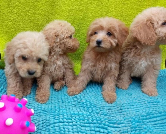 Máltai+uszkár=Maltipoo havanese bichon