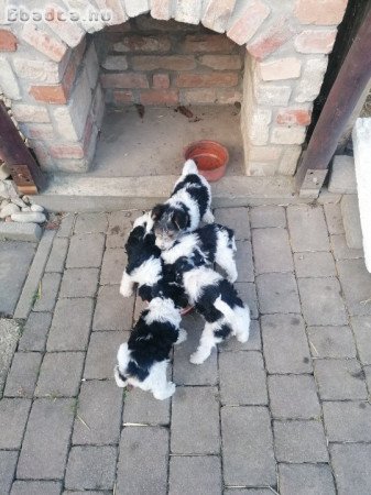 Drótszőrü foxterrier