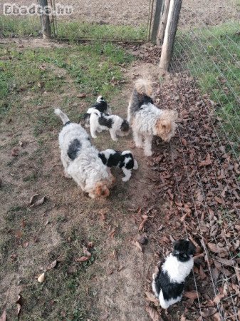 Drótszőrü foxterrier