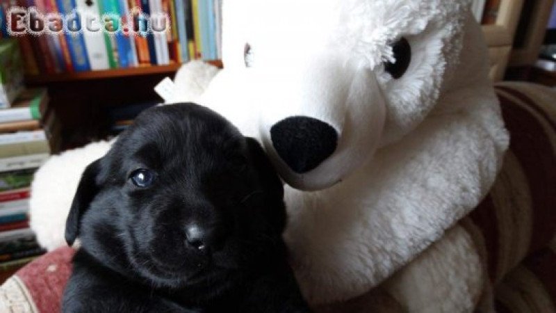 Munkavonalú labrador retriever kiskutyák