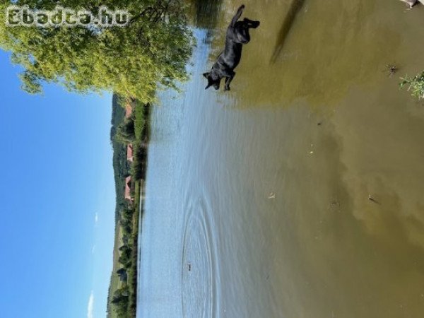 Munkavonalú labrador retriever kiskutyák