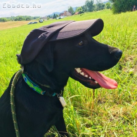 Munkavonalú labrador retriever kiskutyák