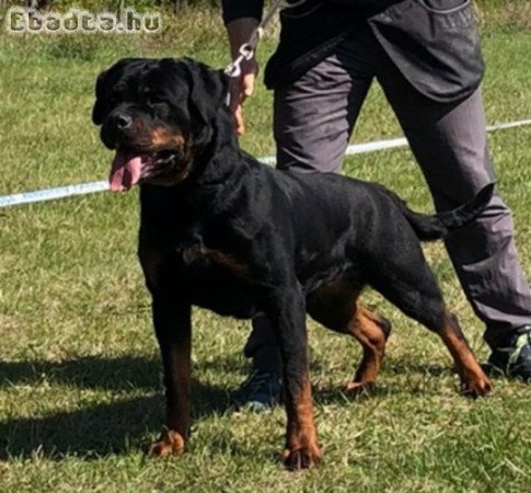 Rottweiler kölykök, törzskönyv, chip