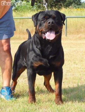 Rottweiler kölykök, törzskönyv, chip