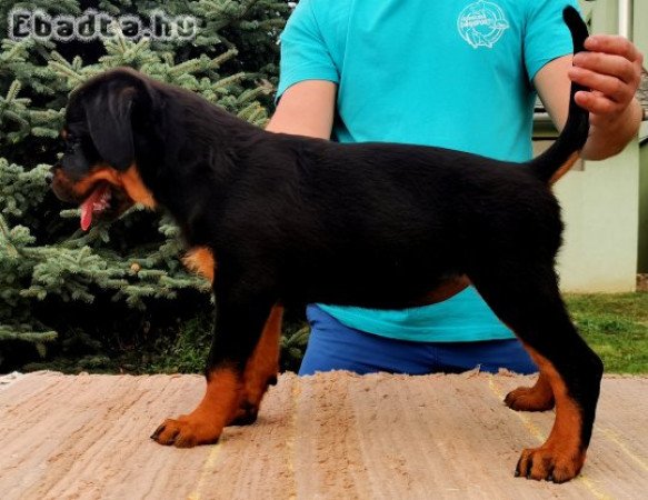 Rottweiler kölykök, törzskönyv, chip