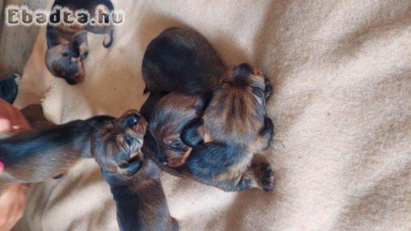 Szálkásszőrű Tacskók költöznének