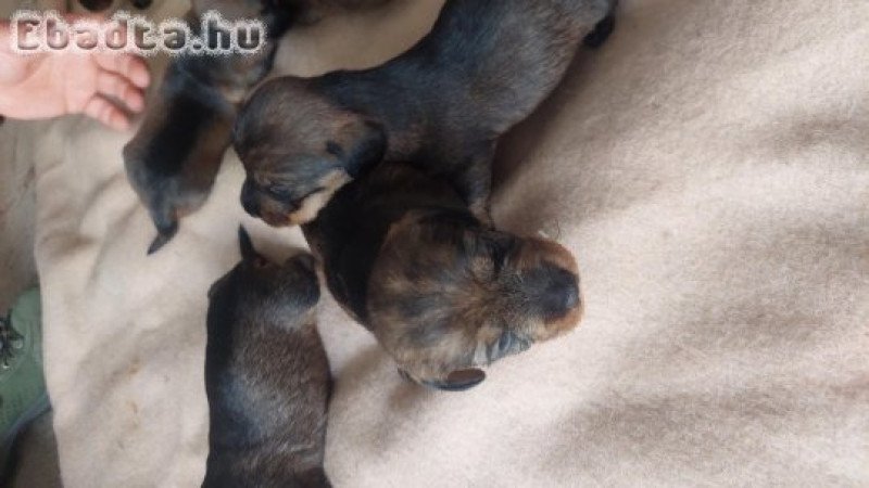 Szálkásszőrű Tacskók költöznének