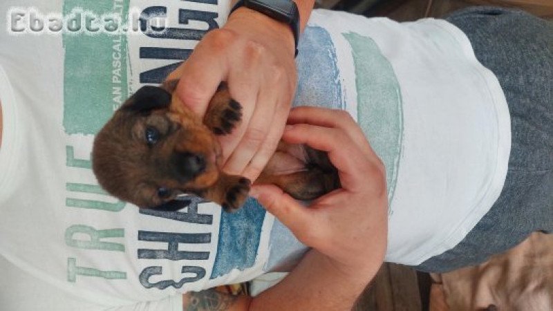 Szálkásszőrű Tacskók költöznének