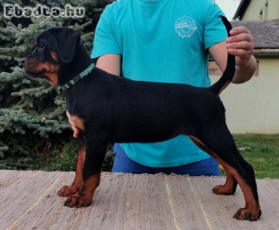 Rottweiler kölykök, törzskönyv, chip