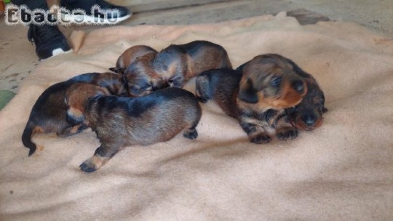 Szálkásszőrű Tacskók költöznének