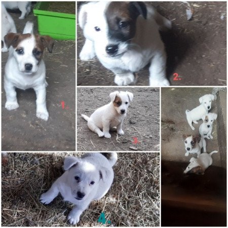 jack russell terrier