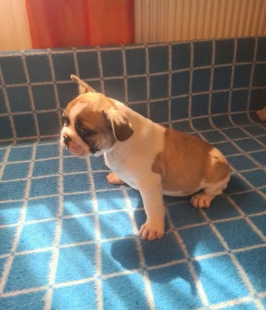 Francia bulldog