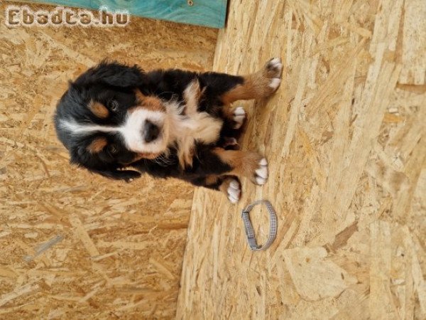 Berni pásztor kiskutyák eladók