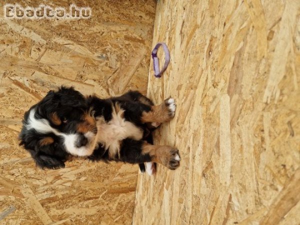 Berni pásztor kiskutyák eladók