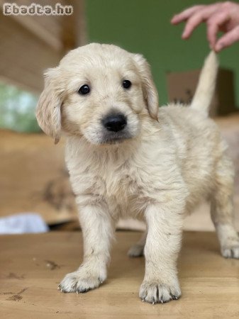 Golden Retriever szuka,kan kiskutyák