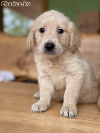 Golden Retriever szuka,kan kiskutyák