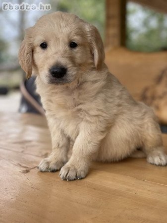 Golden Retriever szuka,kan kiskutyák