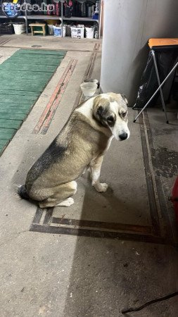 Közép ázsiai Juhász