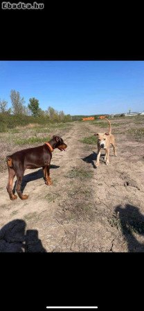 amerikai staffordshire terrier