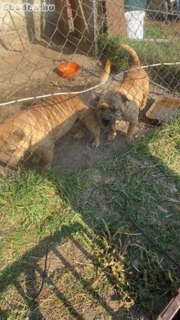 Shar Pei kutya eladó!