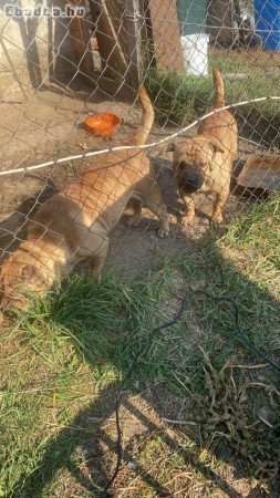 Shar Pei kutya eladó!