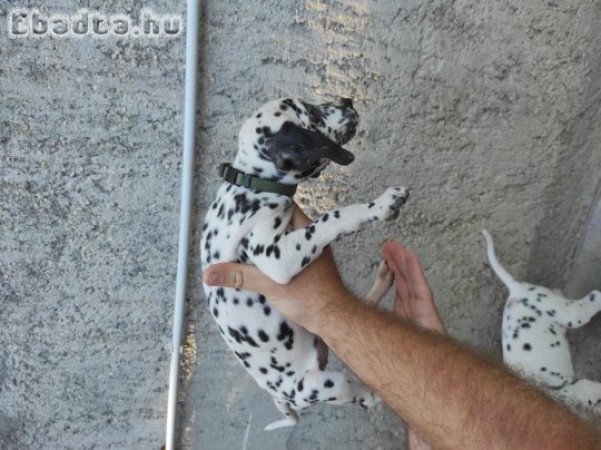 Dalmata jellegű kölykök eladók