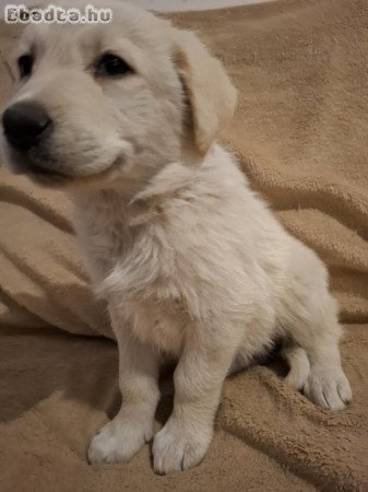 Golden retriever kiskutyák