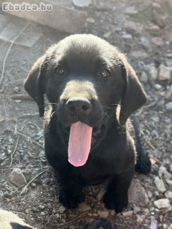 Labrador kiskutyák gazdit keresnek