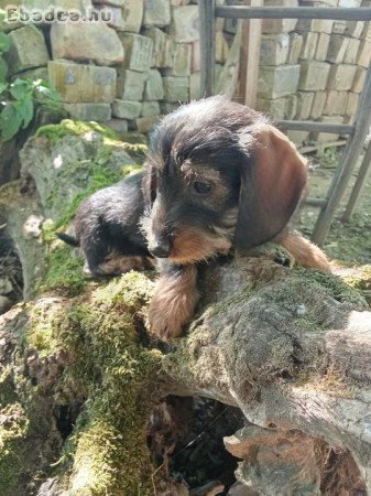 Szàlkàs szőrű tacskó kölykök