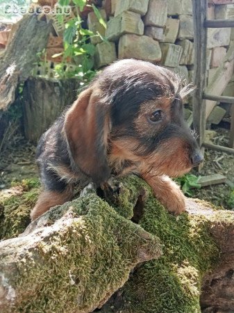 Szàlkàs szőrű tacskó kölykök