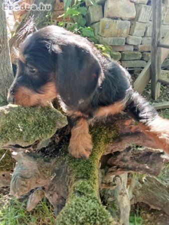 Szàlkàs szőrű tacskó kölykök
