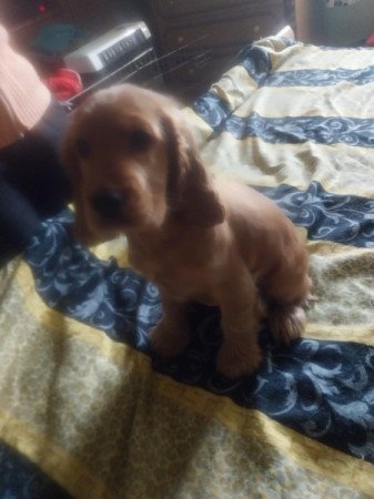 Angol cocker spániel