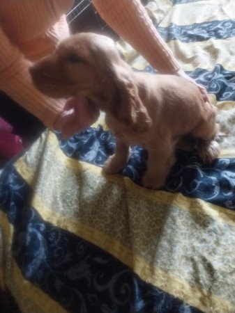 Angol cocker spániel