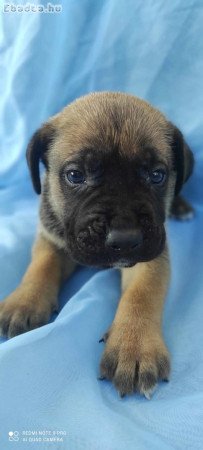 Cane corso kiskutyák eladók