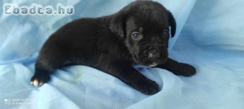 Cane corso kiskutyák eladók