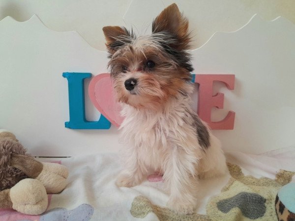 Yorkshire terrier