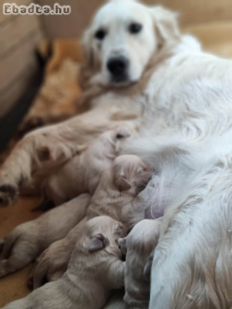 Golden Retriever kiskutyák