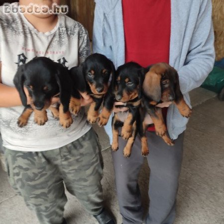 4 tacskó kölyök új gazdit keres!