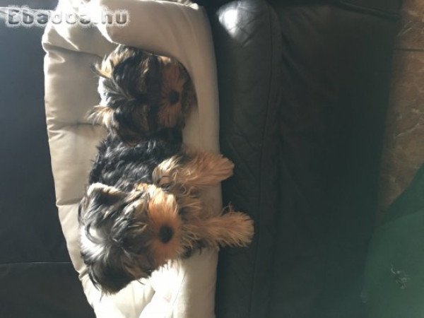 Yorkshire terrier fiú kiskutyák