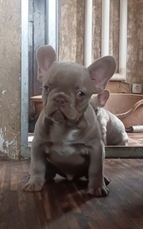 Francia Bulldog