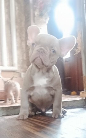 Francia Bulldog